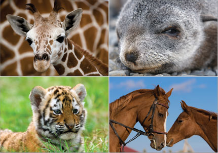 Animal Notepads