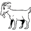 304_GOAT