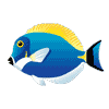 FC-196-Fish-02