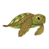 FC-199-Sea-Turtle