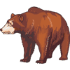 FC208-Bear